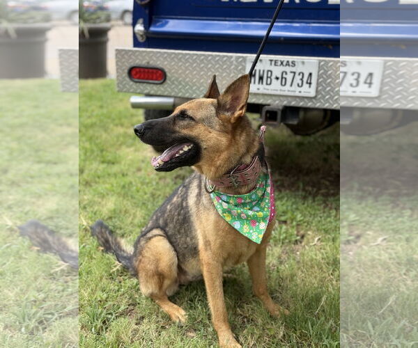 Medium Photo #3 German Shepherd Dog Puppy For Sale in Euless, TX, USA
