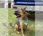 Small #2 German Shepherd Dog