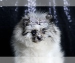 Small Photo #74 Pomeranian Puppy For Sale in WARSAW, IN, USA