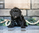 Small Photo #9 Poovanese Puppy For Sale in SUGARCREEK, OH, USA
