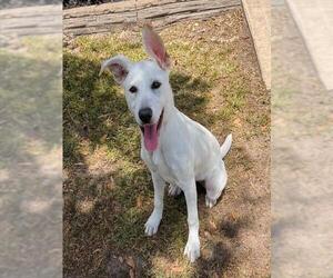 German Shepherd Dog Dogs for adoption in Conroe, TX, USA