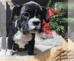 Small Photo #1 French Bulloxer Puppy For Sale in CANAJOHARIE, NY, USA