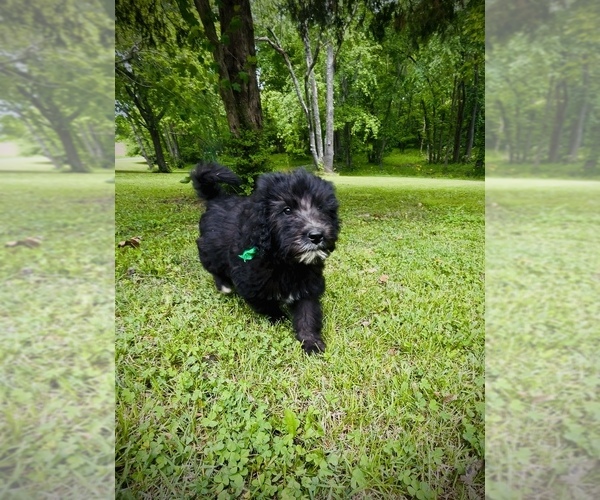 Medium Photo #4 Bernedoodle-Labradoodle Mix Puppy For Sale in HARRISBURG, IL, USA