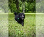 Puppy Male Doodle 2 Bernedoodle-Labradoodle Mix