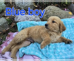 Golden Retriever Puppy for sale in HOLTON, MI, USA