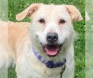 Labrador Retriever-Unknown Mix Dogs for adoption in Canton, CT, USA
