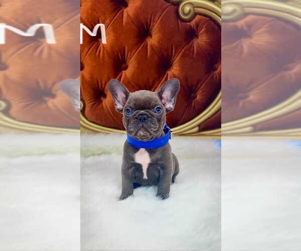 Medium Photo #6 French Bulldog Puppy For Sale in MOUNTAIN PARK, OR, USA