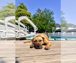Small #3 American Pit Bull Terrier