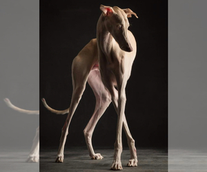 Mother of the Italian Greyhound puppies born on 08/27/2025
