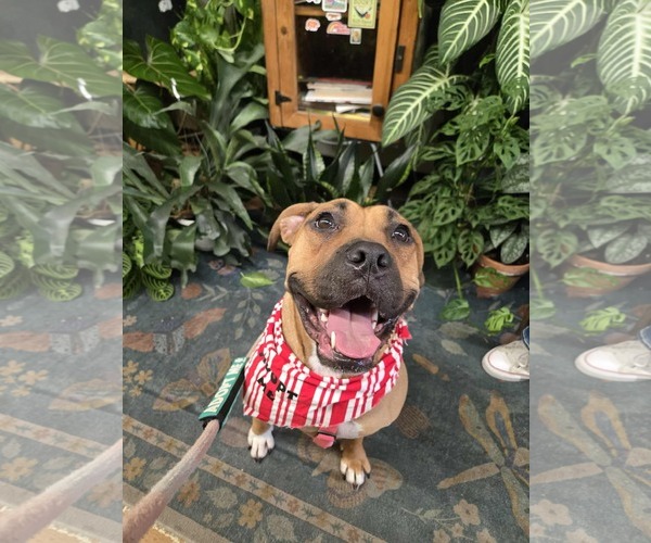 Medium Photo #2 Boxer-Unknown Mix Puppy For Sale in Germantown, OH, USA