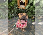 Small #1 Boxer Mix
