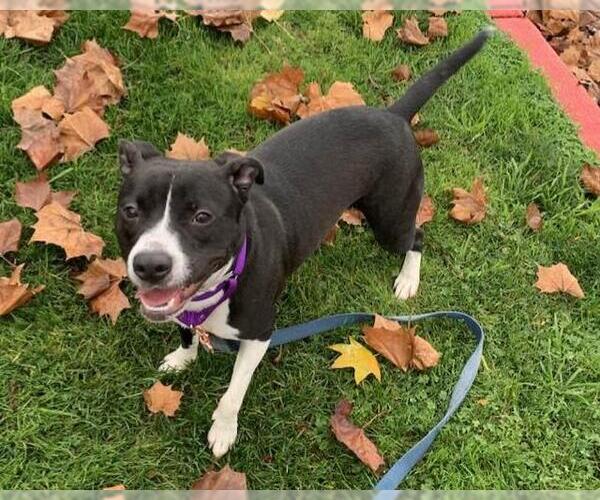 Medium Photo #1 Mutt Puppy For Sale in Martinez, CA, USA