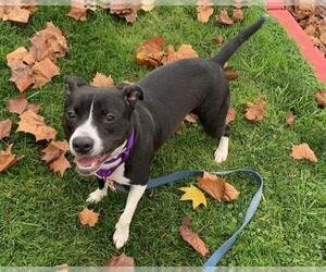 Mutt Dogs for adoption in Martinez, CA, USA