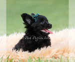 Small Photo #7 Chihuahua Puppy For Sale in WARSAW, IN, USA