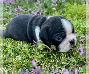 Boston Terrier Puppy for sale in GARFIELD, AR, USA