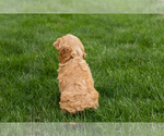 Small #4 Cockapoo (Miniature)
