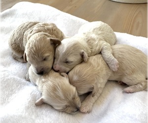 Maltipoo (Miniature) Puppy for sale in BESSEMER, AL, USA