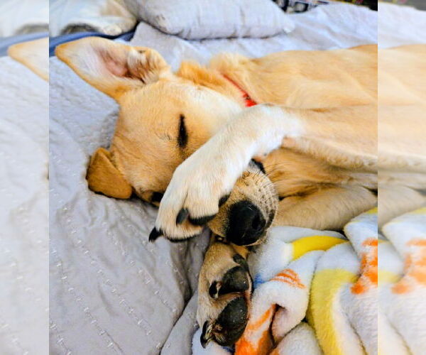 Medium Photo #2 Labrador Retriever-Unknown Mix Puppy For Sale in Cottage Grove, MN, USA