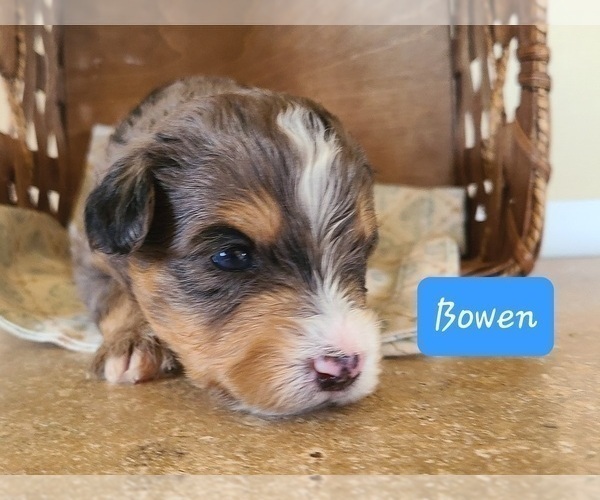 Medium Photo #7 Aussiedoodle Miniature -Miniature Bernedoodle Mix Puppy For Sale in MIDDLEBURY, IN, USA