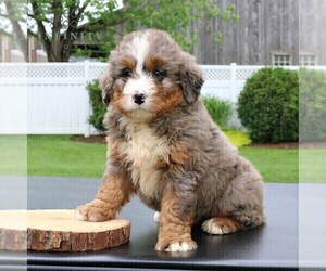 Bernedoodle (Miniature) Puppy for sale in NARVON, PA, USA