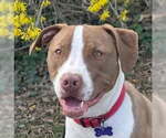 Small #3 American Pit Bull Terrier-Pointer Mix