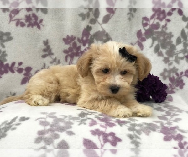 Medium Photo #12 Maltipoo Puppy For Sale in LAKELAND, FL, USA
