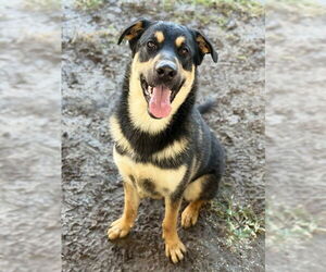 Shepweiller Dogs for adoption in Riverside, CA, USA