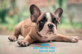 American Bulldog Puppy for sale in BETHESDA, MD, USA