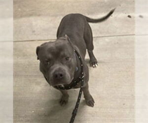 American Staffordshire Terrier Dogs for adoption in Derwood, MD, USA