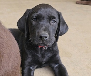 Medium Labrador Retriever