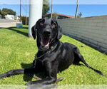 Small #5 Labrador Retriever Mix