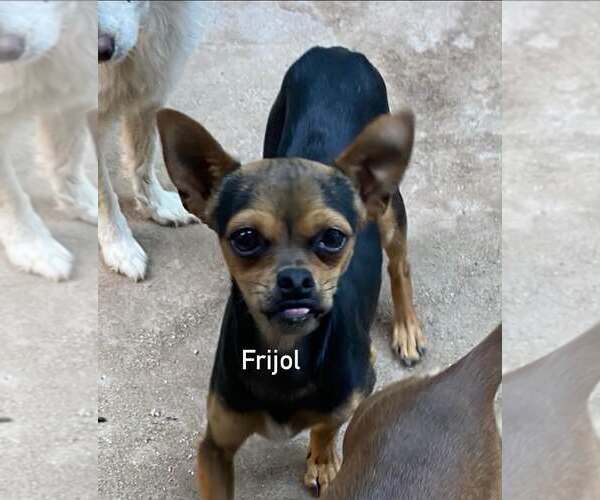 Medium Photo #3 Chihuahua Puppy For Sale in Seattle, WA, USA
