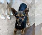 Small #2 Chihuahua