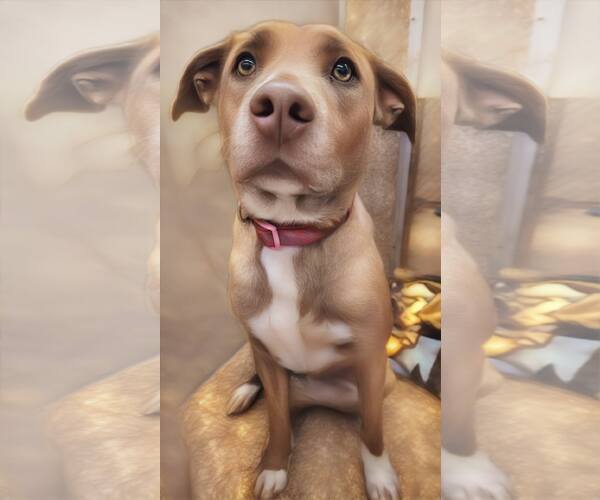 Medium Photo #2 Mutt Puppy For Sale in Martinsburg, WV, USA