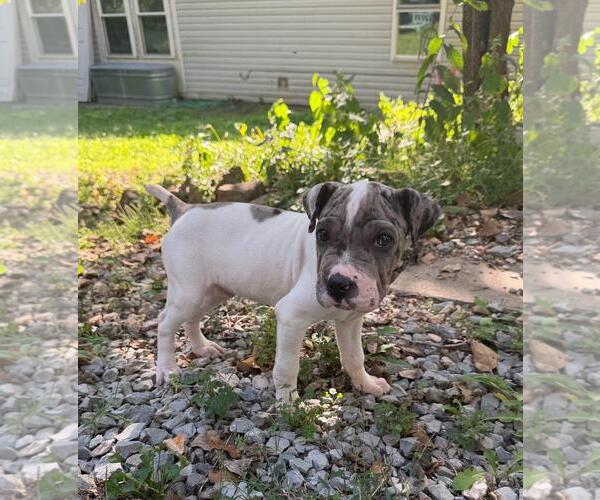 Medium Photo #3 Chinese Shar-Pei-Unknown Mix Puppy For Sale in Wakefield, RI, USA