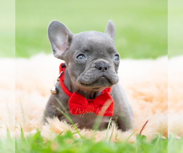 Medium Photo #6 French Bulldog Puppy For Sale in WARSAW, IN, USA