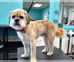 Small Photo #3 Mutt Puppy For Sale in Morganville, NJ, USA