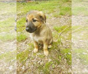 Malinois Puppy for sale in PRIMM SPRINGS, TN, USA