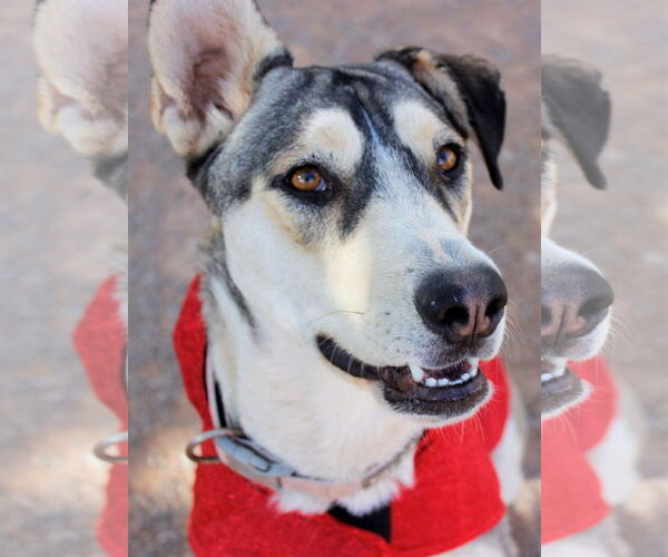 Medium Photo #2 Siberian Husky-Unknown Mix Puppy For Sale in Cedar Crest, NM, USA