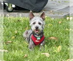 Small #3 Cairn Terrier-Miniature Schnauzer Mix