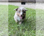 Small Photo #1 Australian Shepherd Puppy For Sale in EXETER, MO, USA