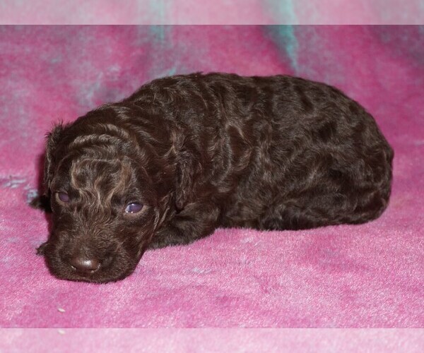 Medium Photo #1 Miniature Labradoodle Puppy For Sale in LA HABRA, CA, USA