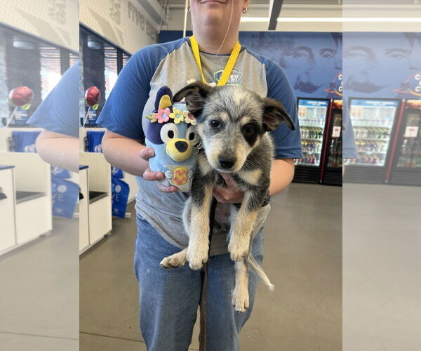 Medium Photo #4 Mutt Puppy For Sale in Sandy, UT, USA