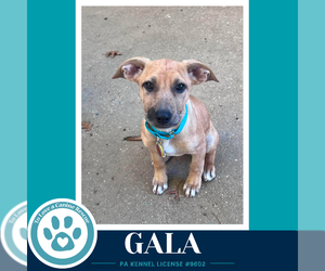 Mutt Dogs for adoption in Kimberton, PA, USA