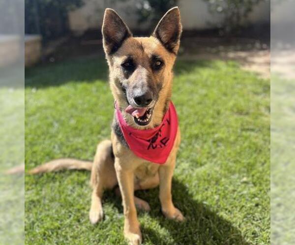 Medium Photo #3 German Shepherd Dog Puppy For Sale in Camarillo, CA, USA
