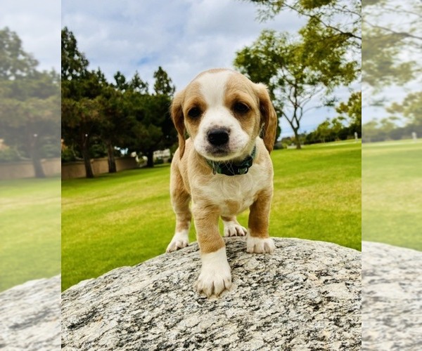 Medium Photo #3 Cocker Spaniel Puppy For Sale in IRVINE, CA, USA