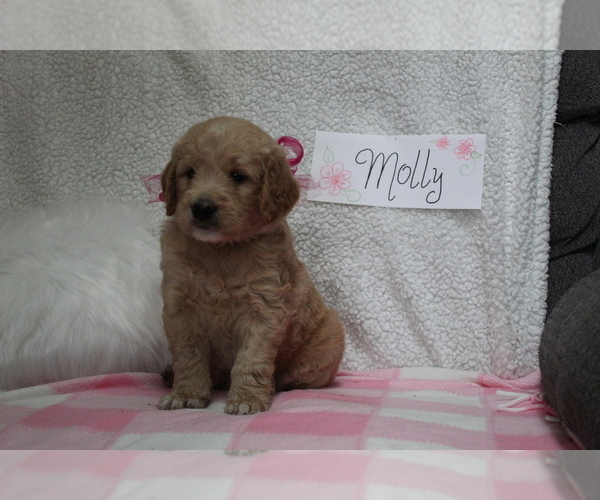 Medium Photo #2 Goldendoodle Puppy For Sale in EVART, MI, USA