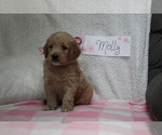 Small Photo #2 Goldendoodle Puppy For Sale in EVART, MI, USA