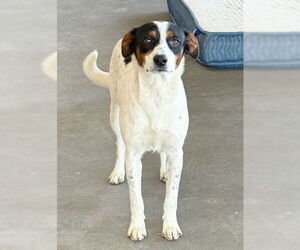 Spaniel-Unknown Mix Dogs for adoption in Genesee, WI, USA