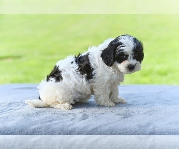 Medium Photo #3 ShihPoo Puppy For Sale in MILLERSBURG, OH, USA